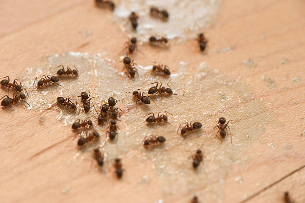 Pest Control Cost in Rio, VA